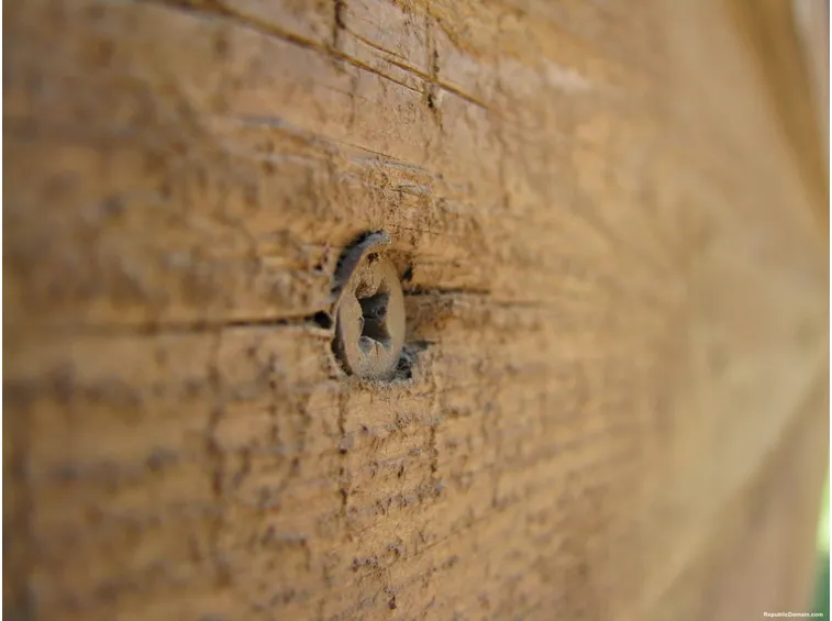Vite nel legno