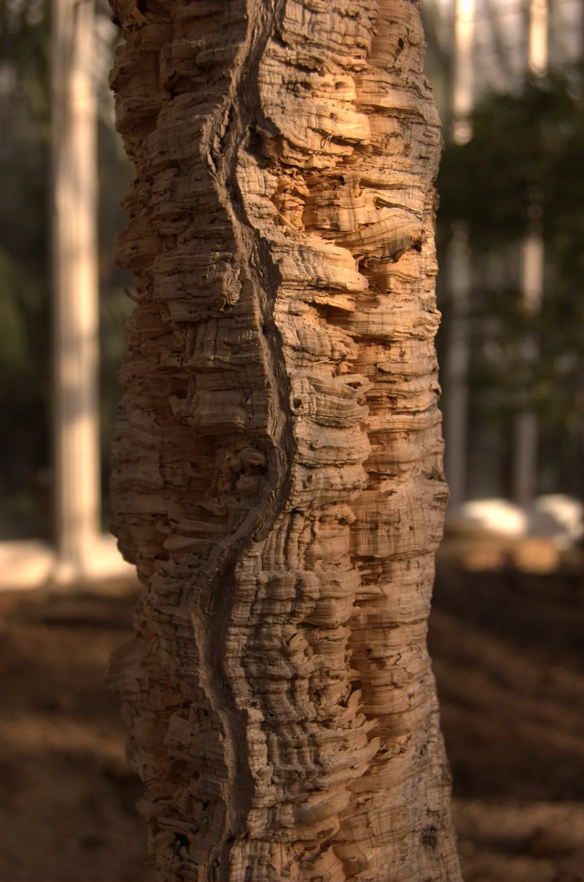 Pianta secolare di quercia da sughero
