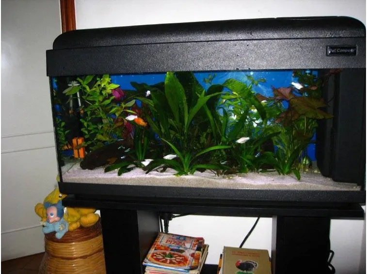 acquario