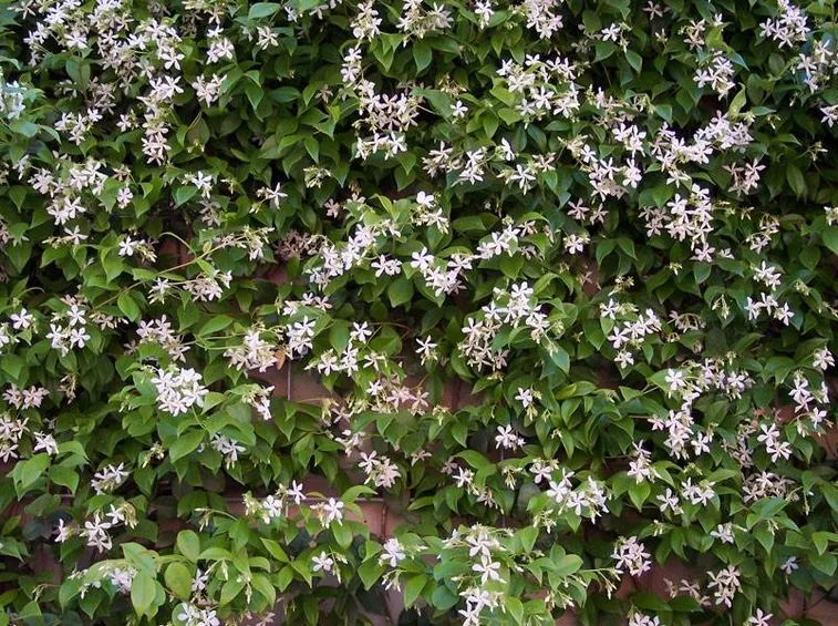 Una pianta del tipico gelsomino dai fiori bianchi