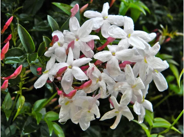 I fiori del gelsomino