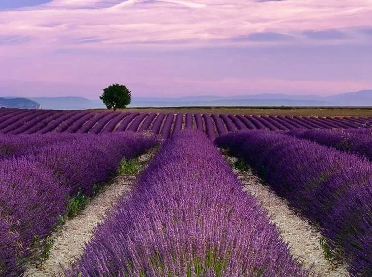 Campi di lavanda coltivata