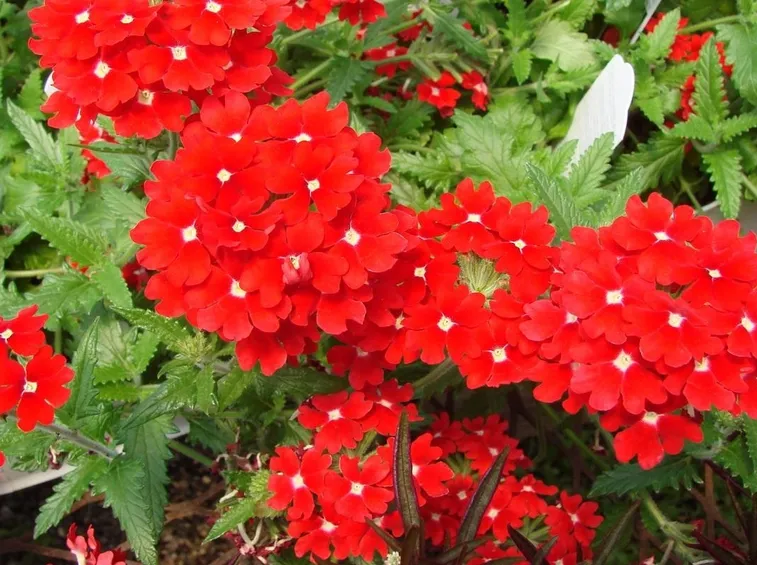 fiori perenni
