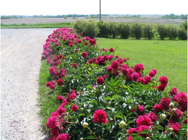 fiori colorati