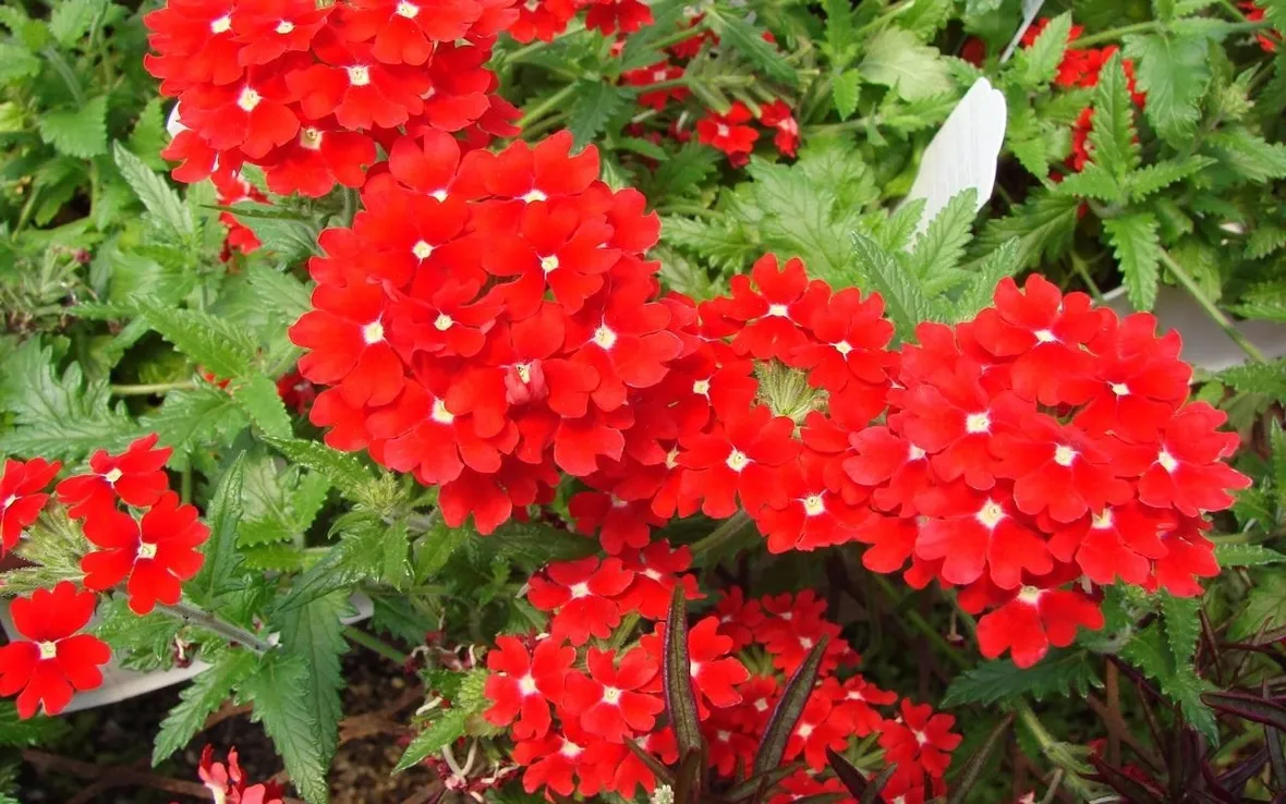 fiori perenni