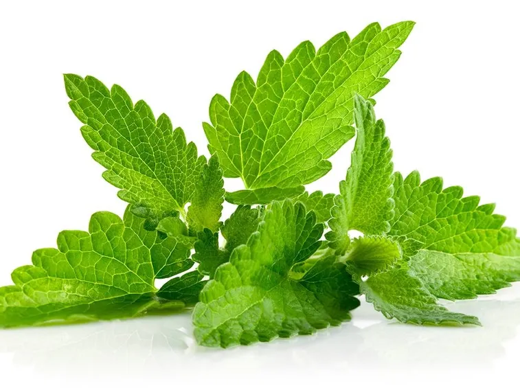 foglie di menta