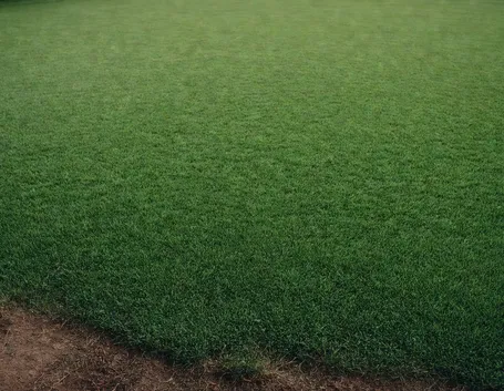 manto verde