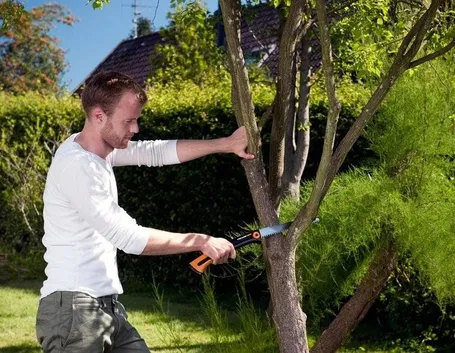 È bene potare gli alberi