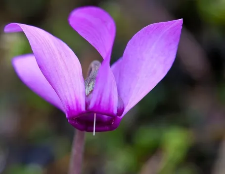 Ciclamini