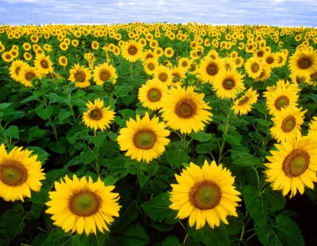 girasoli
