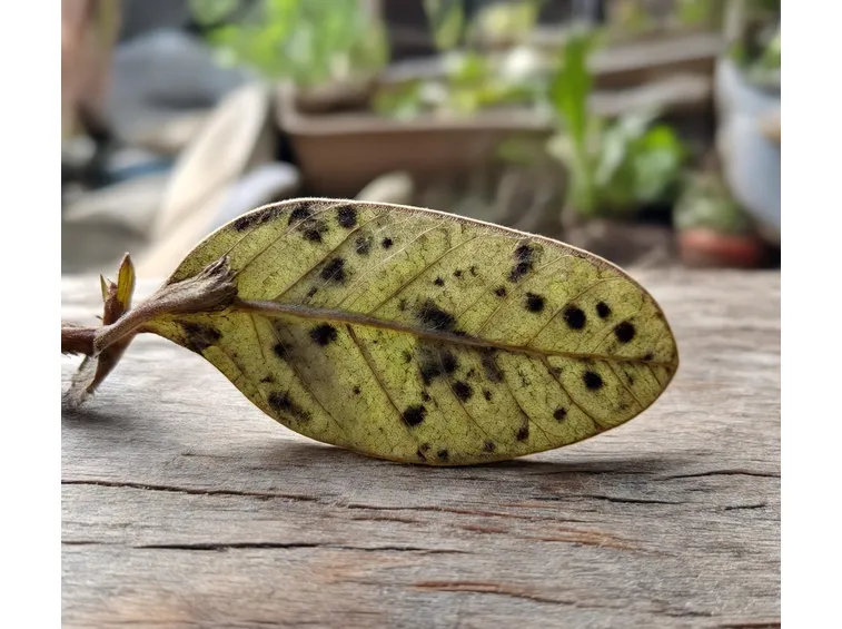malattiafoglia