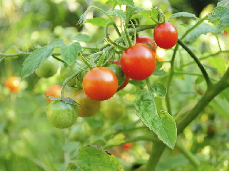 Pomodori: tengono lontane le cavolaie