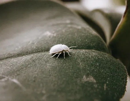 cocciniglia farinosa