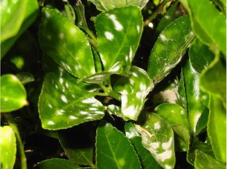 cocciniglia