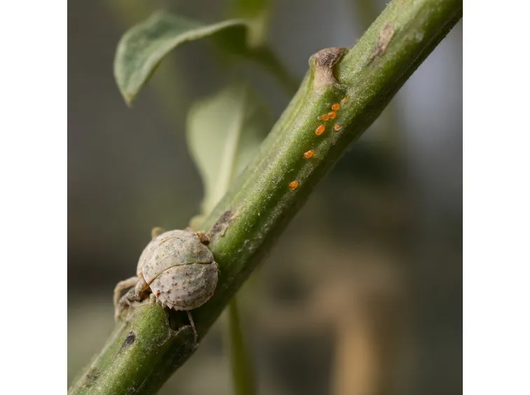 coccoidea