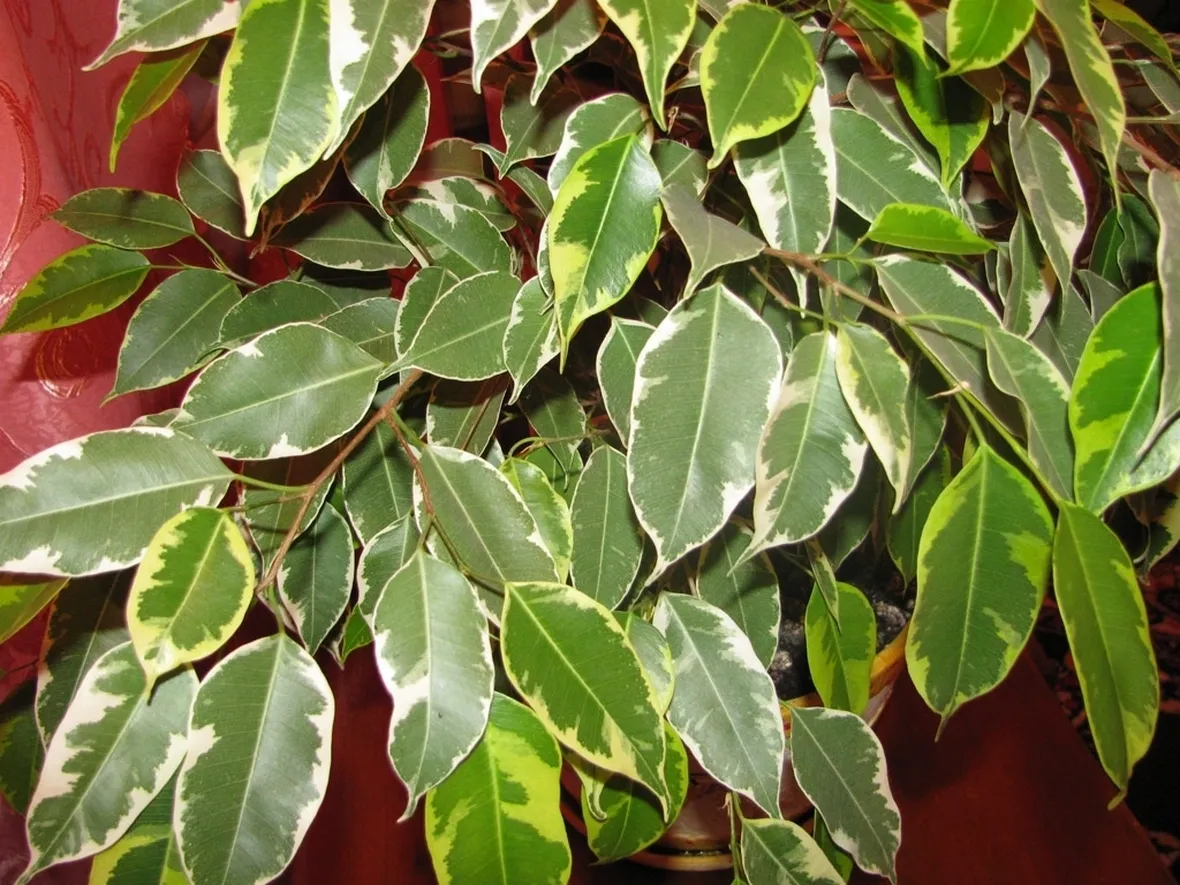 chioma ficus