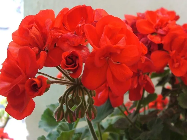Esempio di un fiore di geranio. Fonte: www.theblazonedpress.it