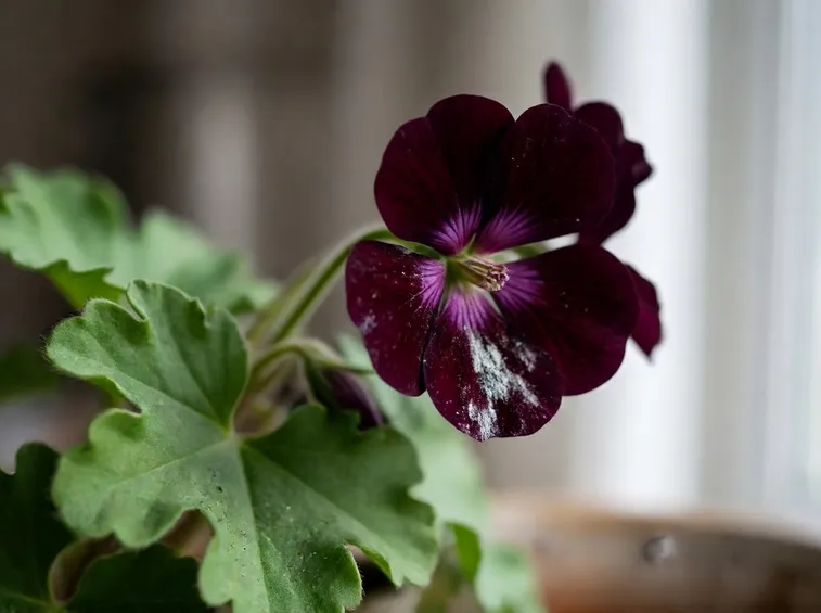 Pelargonium attaccato da parassita. Fonte: www.soccorsoverde.files.wordpress.com.