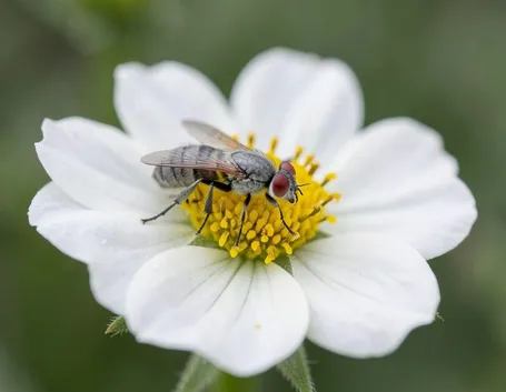 mosca del cavolo
