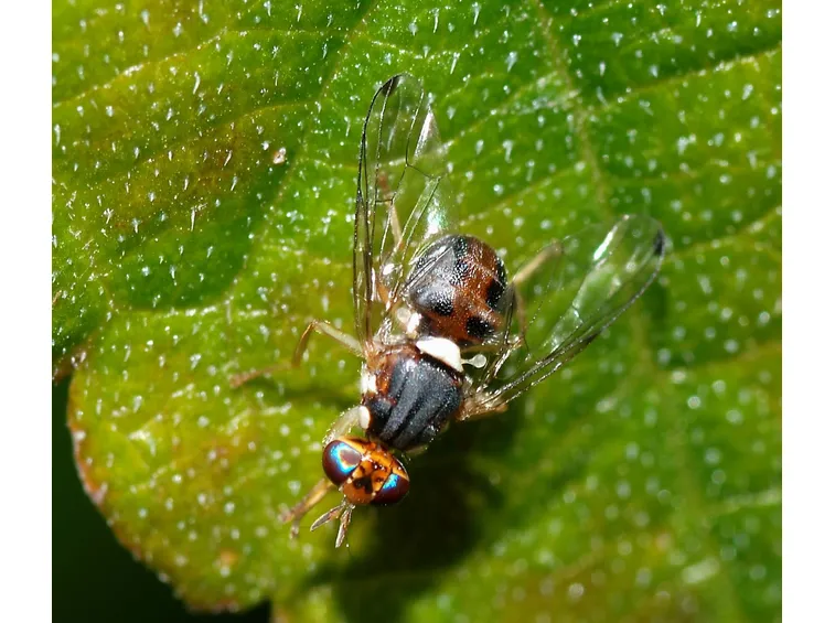 Un ingrandimento della mosca dell'olivo