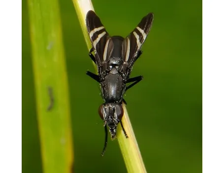 mosca nera