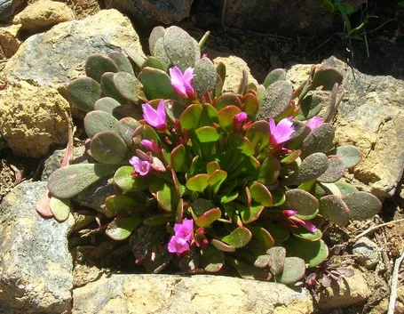 giardino roccioso