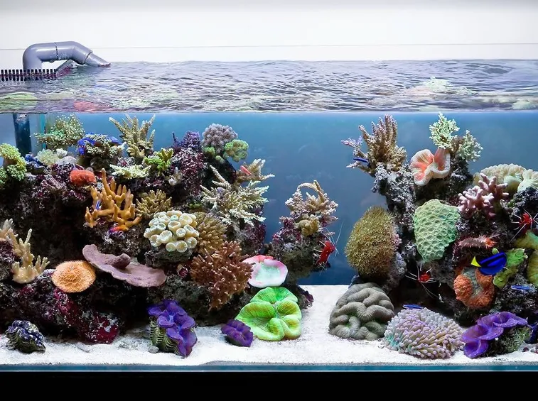 acquario1