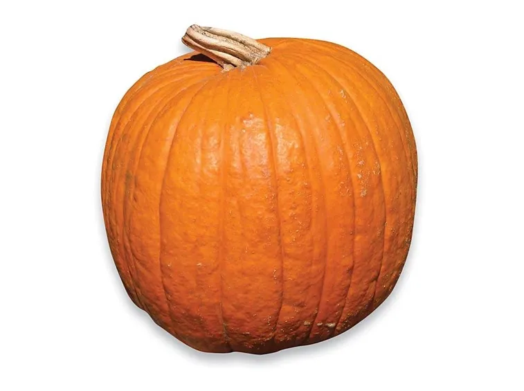 zucca
