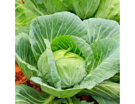 cavoli