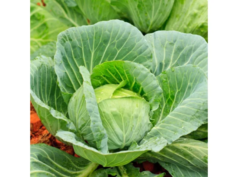 cavoli