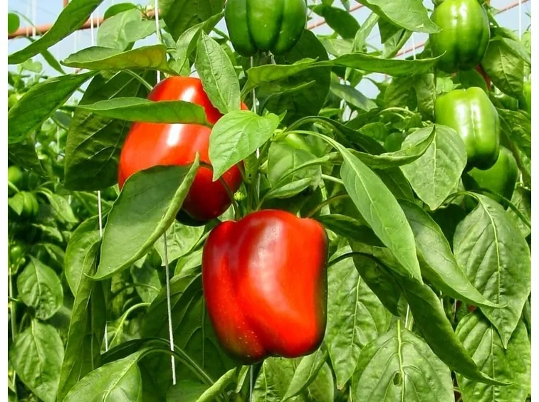 piante di peperoni in crescita