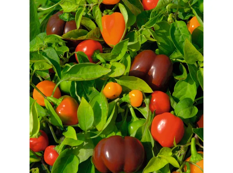 peperoni ornamentali