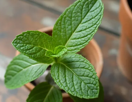 menta
