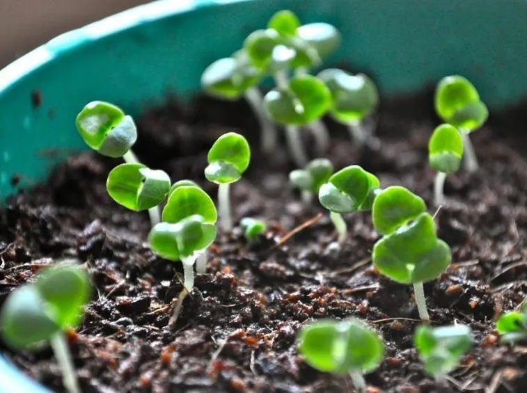 piccoli germogli di basilico