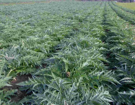 Campo di carciofi in piena vegetazione