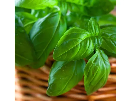 basilico