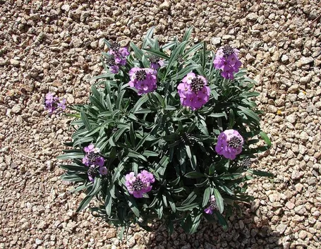 malva