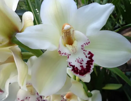 orchidea vaso