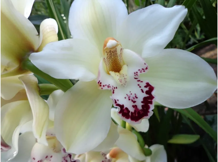 orchidea vaso
