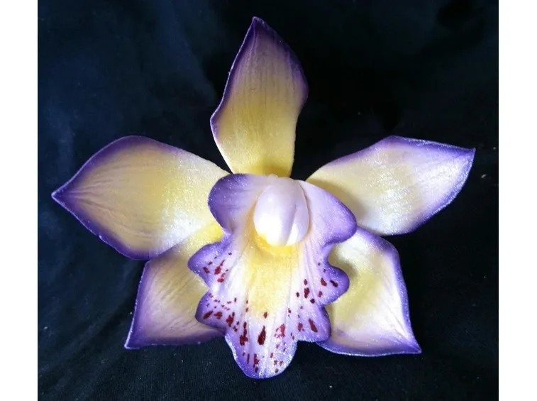orchidea blu