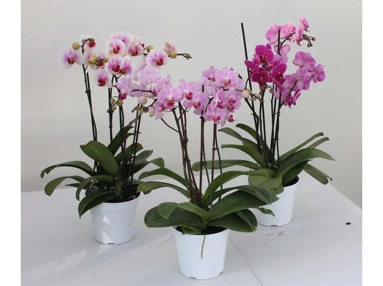 ramo orchidea