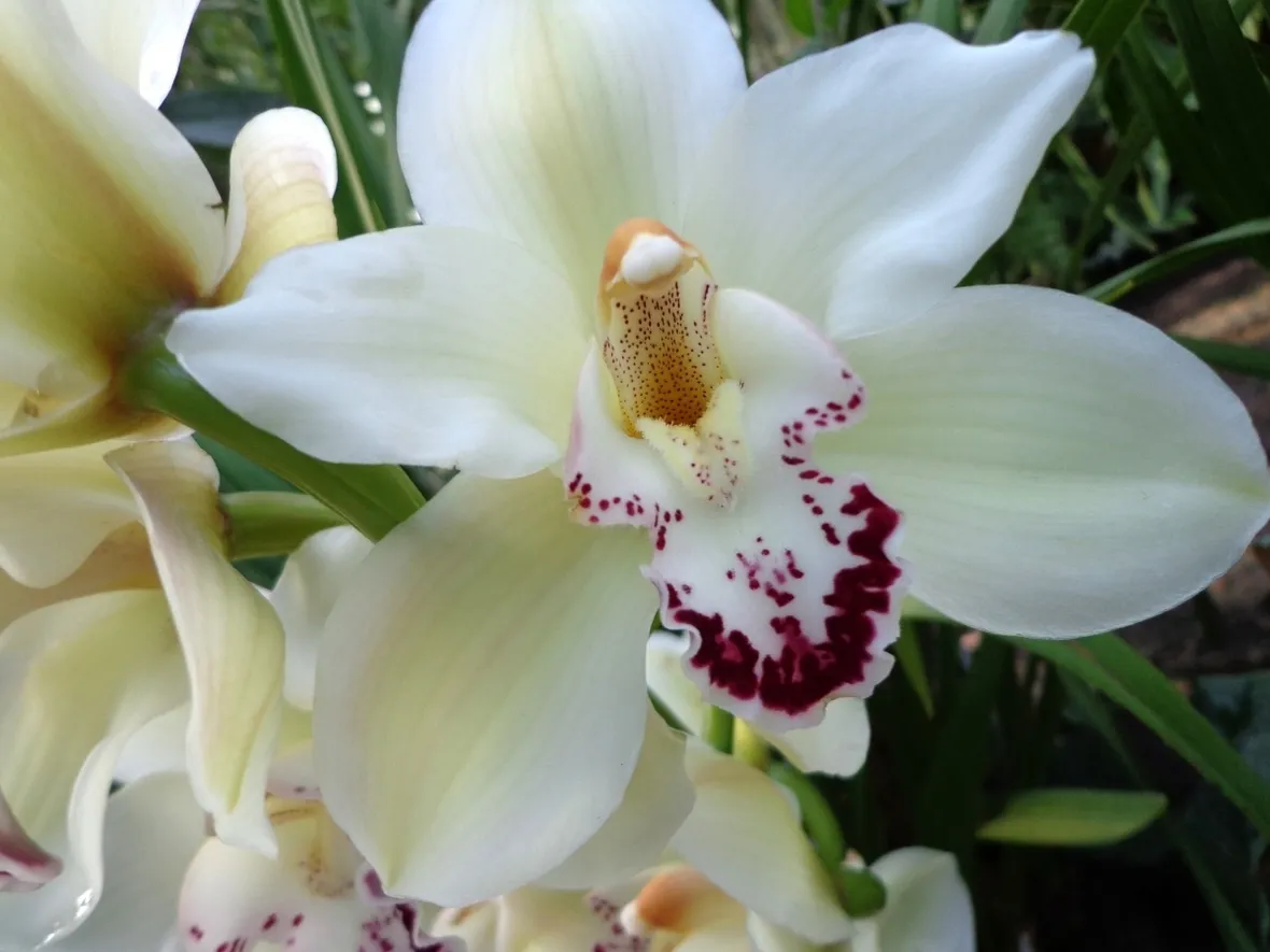 orchidea vaso