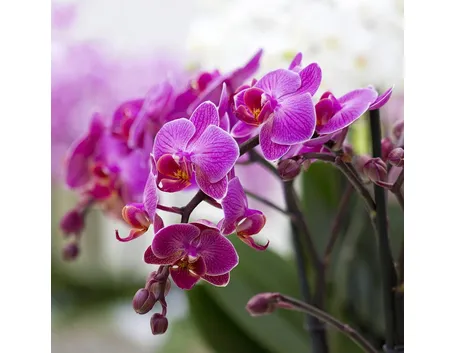 orchidee viola