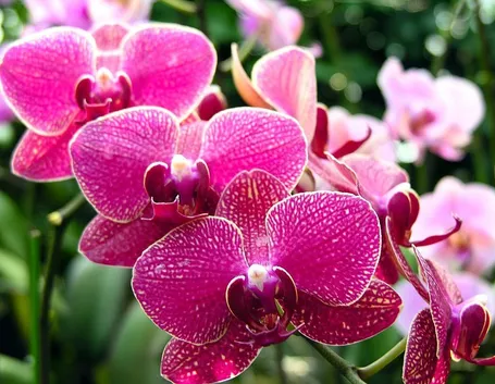 Fioritura orchidea.