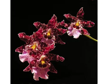orchidea cambria1
