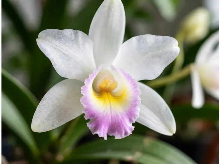 orchidea1