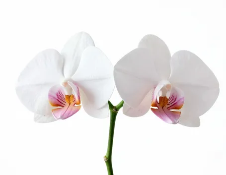 fiore orchidea