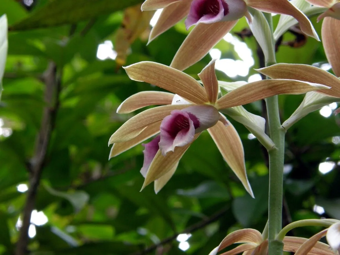 orchidee selvatiche