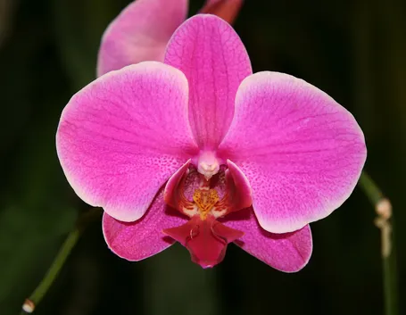 orchidea rosa