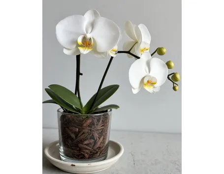 Orchidea bianca